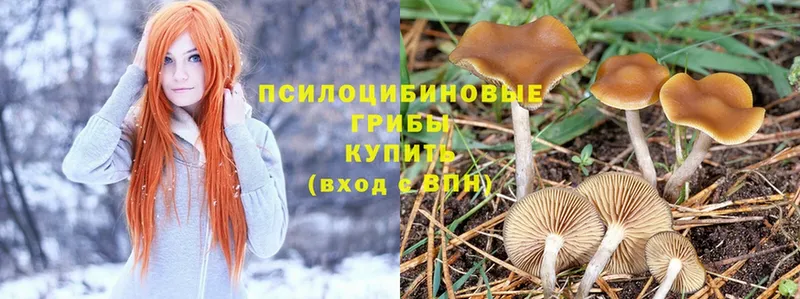 блэк спрут ссылки  Мураши  Псилоцибиновые грибы Magic Shrooms 